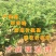 四季金银花苗药用树型四季金银苗金银花爬藤金银花苗