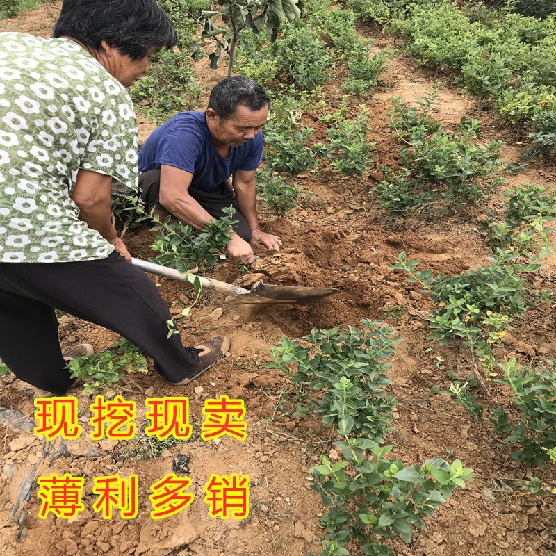 四季金银花苗药用树型四季金银苗金银花爬藤金银花苗