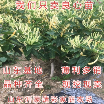 四季金银花苗药用树型四季金银苗金银花爬藤金银花苗