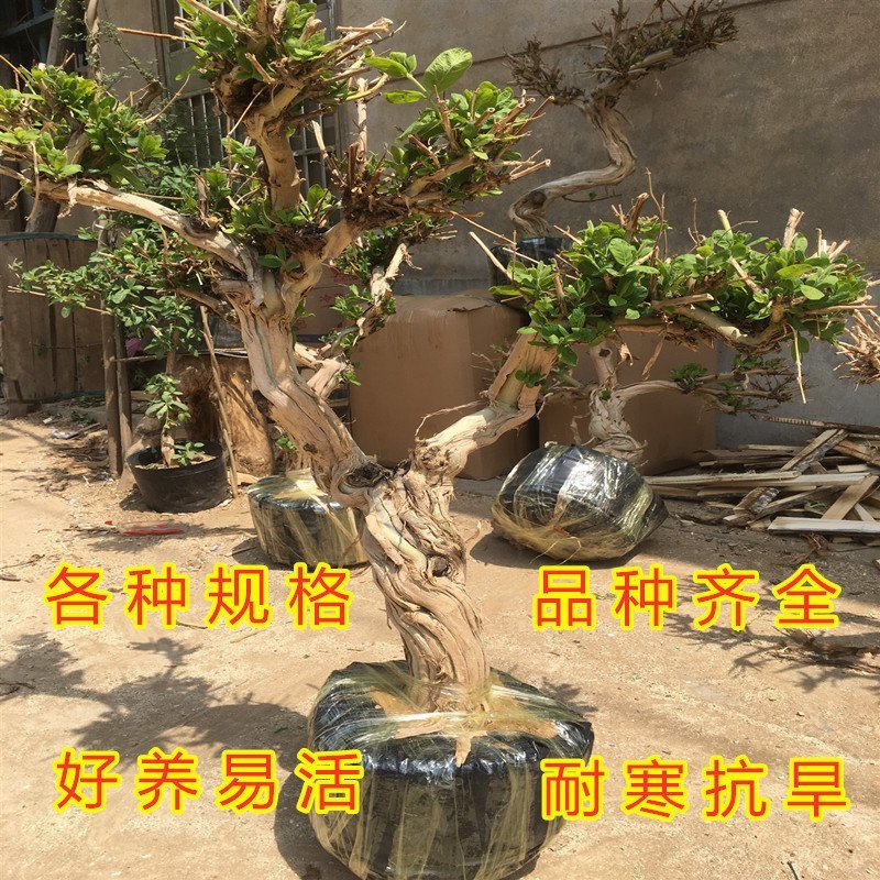 四季金银花苗药用树型四季金银苗金银花爬藤金银花苗