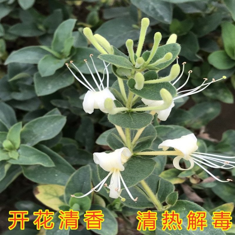 四季金银花苗药用树型四季金银苗金银花爬藤金银花苗