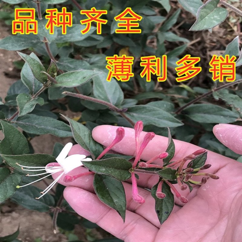四季金银花苗药用树型四季金银苗金银花爬藤金银花苗