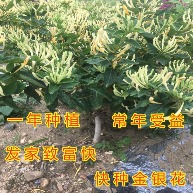 四季金银花苗药用树型四季金银苗金银花爬藤金银花苗