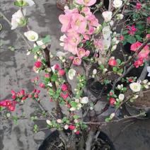 东洋景复色海棠，耐寒耐冻，冬天开花，多种颜色