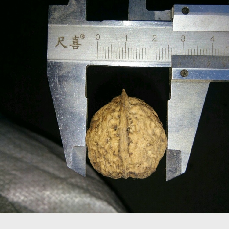 文玩核桃批发]文玩核桃铁核桃三棱四棱价格5.00元/个- 一亩田