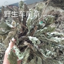 车前草现货，干净，足干，无霉