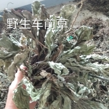 车前草现货，干净，足干，无霉