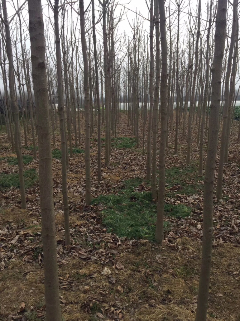 七叶树种植专业户