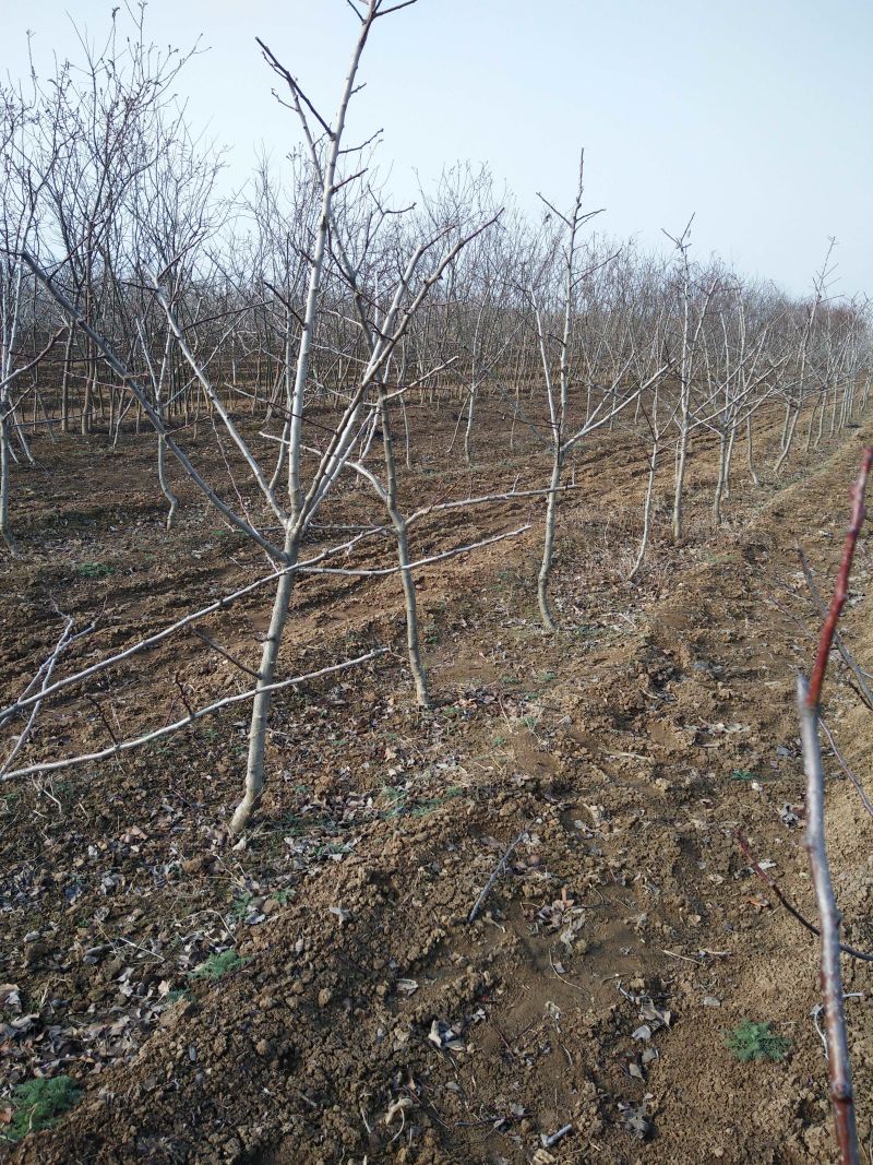 基地批发山楂树粗度4~6公分高度2.5~3米