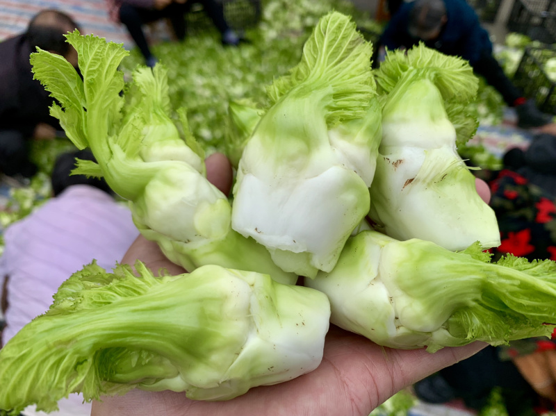 优质儿菜（精品）