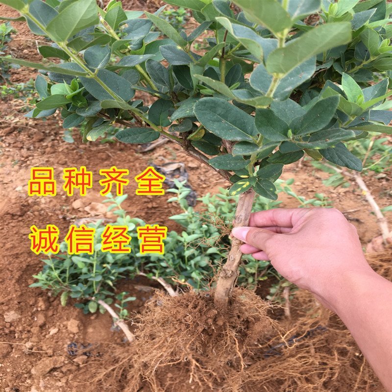 金银花苗品种金银花苗15天不开花金银花苗