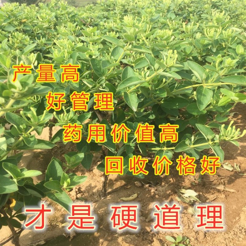 金银花苗品种金银花苗15天不开花金银花苗