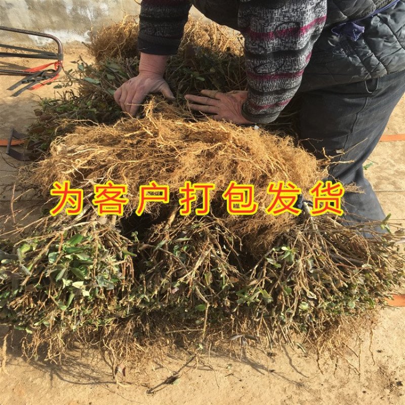 金银花苗品种金银花苗15天不开花金银花苗