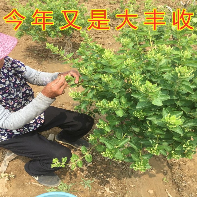 金银花苗品种金银花苗15天不开花金银花苗