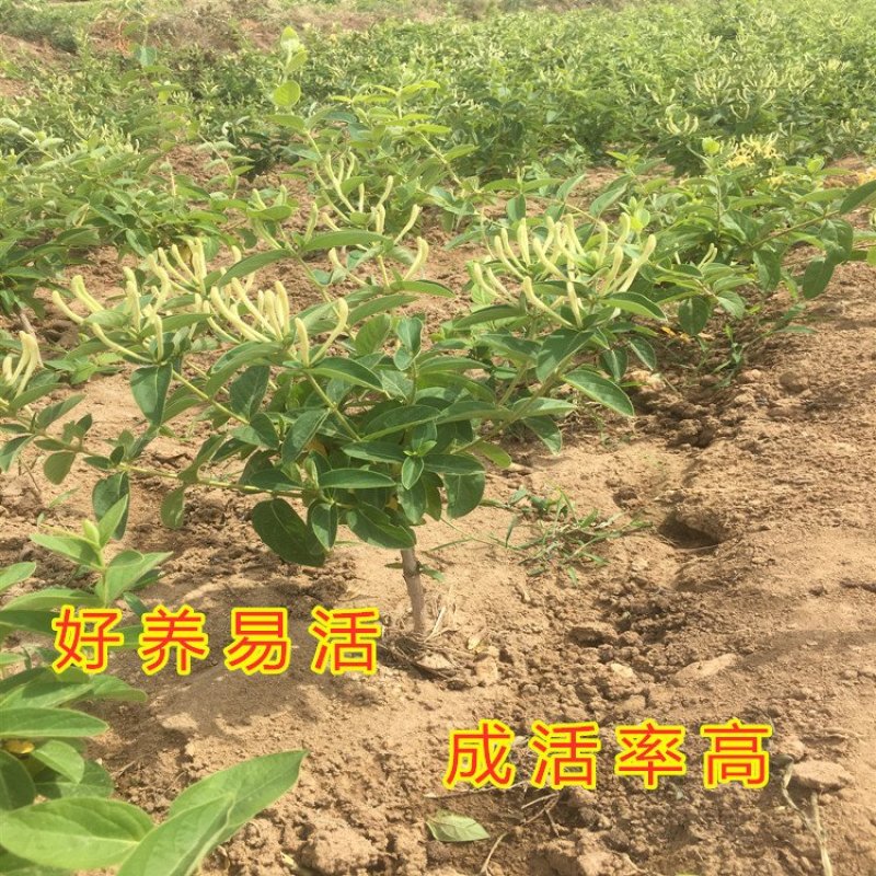金银花苗品种金银花苗15天不开花金银花苗