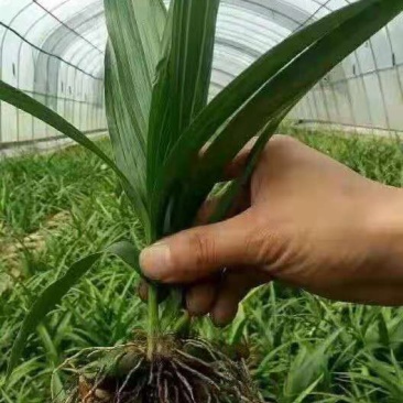 白芨苗(紫花三叉大白芨)全国包邮，量大从优。
