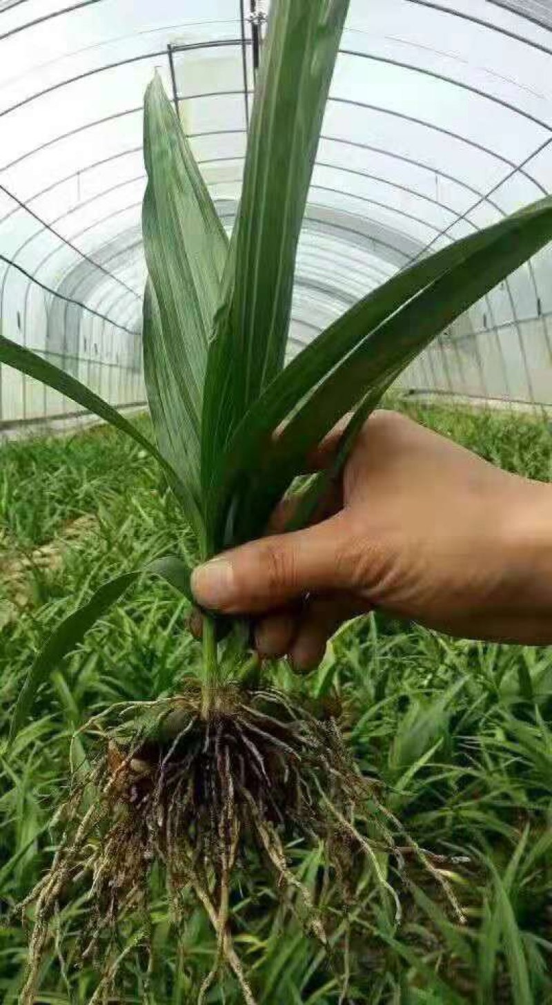 白芨苗(紫花三叉大白芨)全国包邮，量大从优。