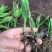 白芨苗(紫花三叉大白芨)全国包邮，量大从优。