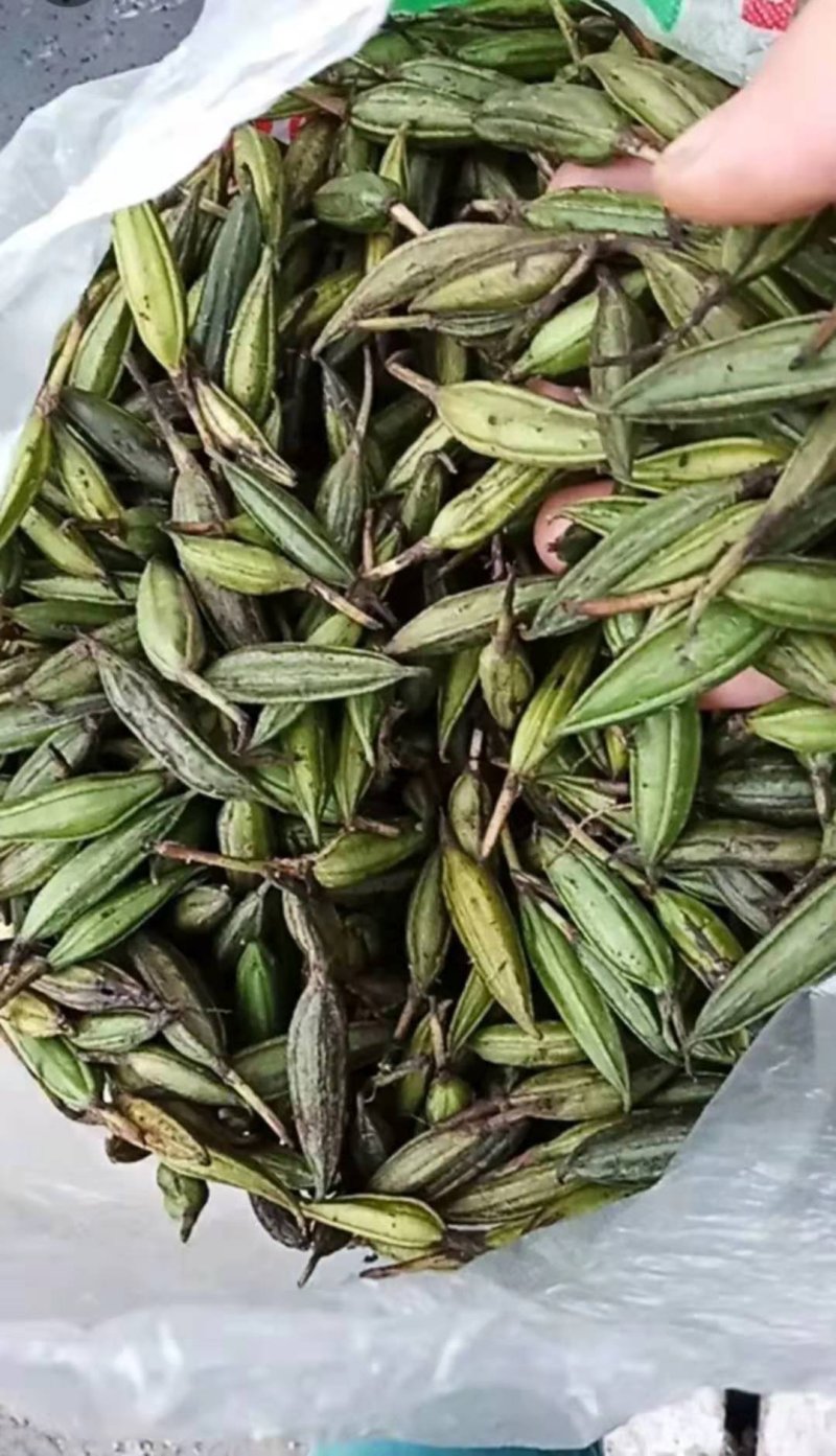 白芨苗(紫花三叉大白芨)全国包邮，量大从优。