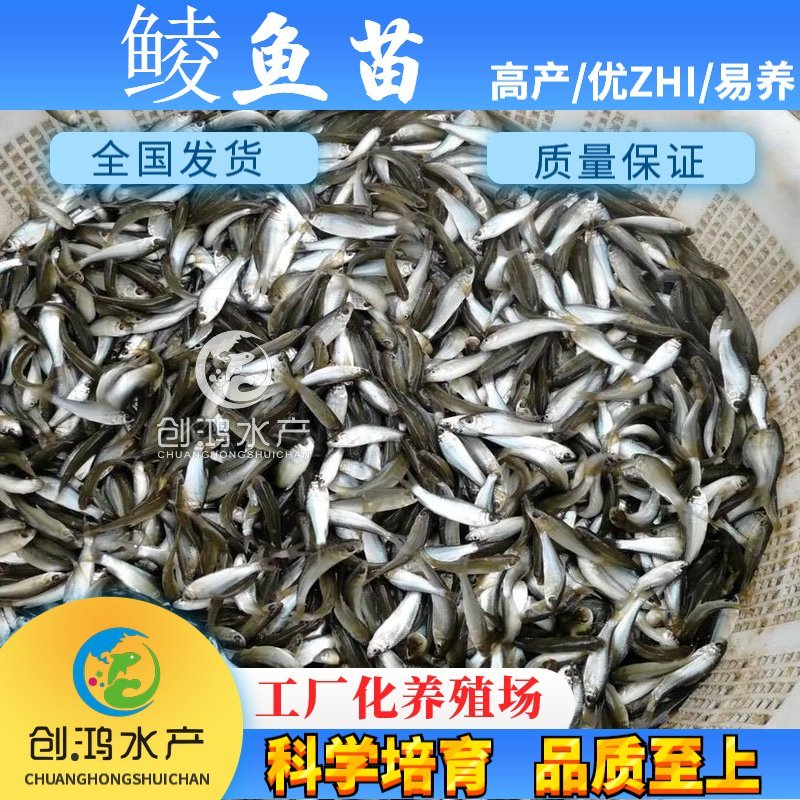 【苗场直供】鲮鱼苗鲮鱼鱼苗鲮鱼水花饲料鱼苗