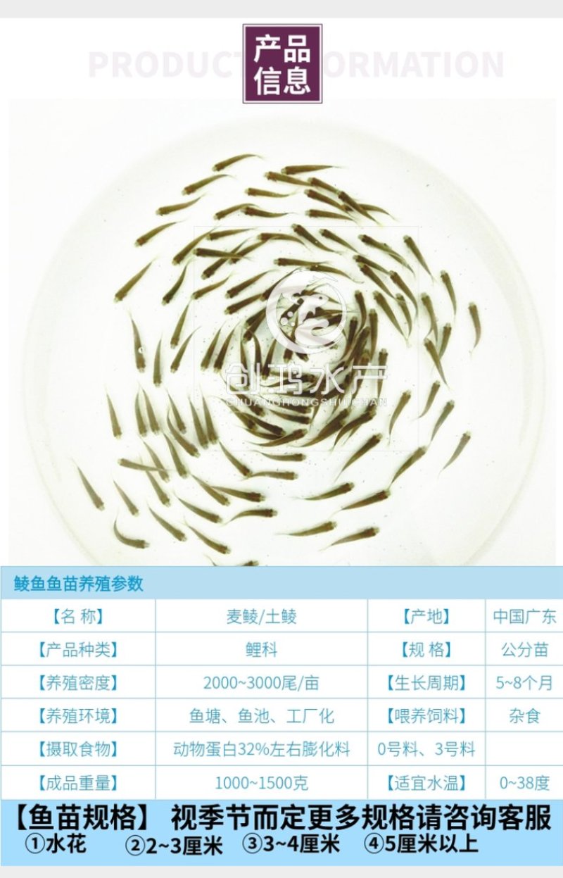 【苗场直供】鲮鱼苗鲮鱼鱼苗鲮鱼水花饲料鱼苗