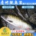 【全国供应】青竹鲩鱼苗军鱼苗光倒刺鲃鱼苗淡水养殖