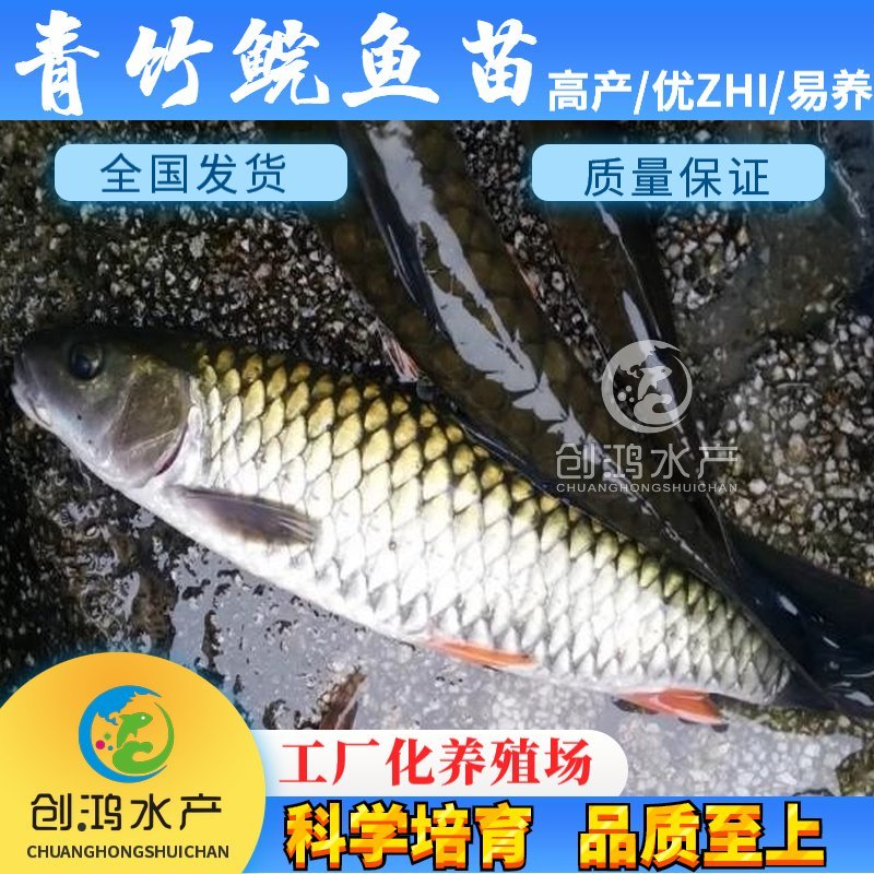 【全国供应】青竹鲩鱼苗军鱼苗光倒刺鲃鱼苗淡水养殖