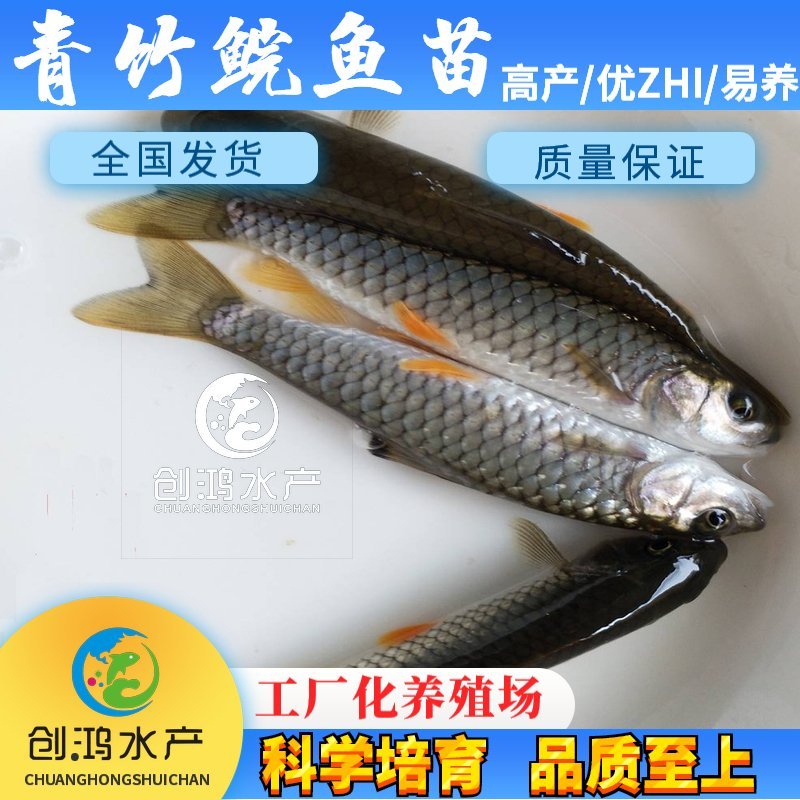 【全国供应】青竹鲩鱼苗军鱼苗光倒刺鲃鱼苗淡水养殖