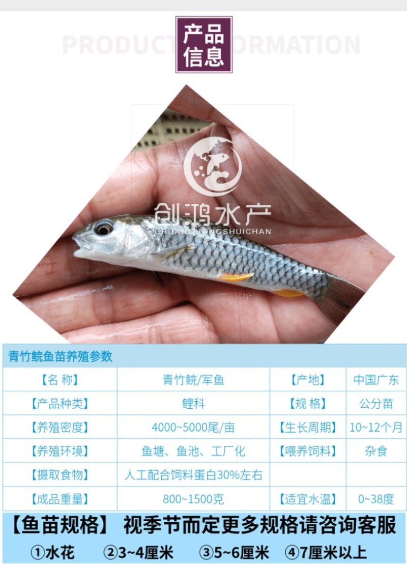 【全国供应】青竹鲩鱼苗军鱼苗光倒刺鲃鱼苗淡水养殖
