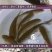 【全国供应】青竹鲩鱼苗军鱼苗光倒刺鲃鱼苗淡水养殖