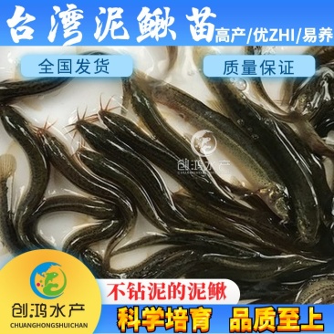 【厂家直销】台湾泥鳅苗泥鳅鱼苗泥鳅水花不钻泥的泥鳅