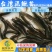 【厂家直销】台湾泥鳅苗泥鳅鱼苗泥鳅水花不钻泥的泥鳅