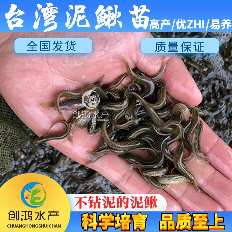 【厂家直销】台湾泥鳅苗泥鳅鱼苗泥鳅水花不钻泥的泥鳅