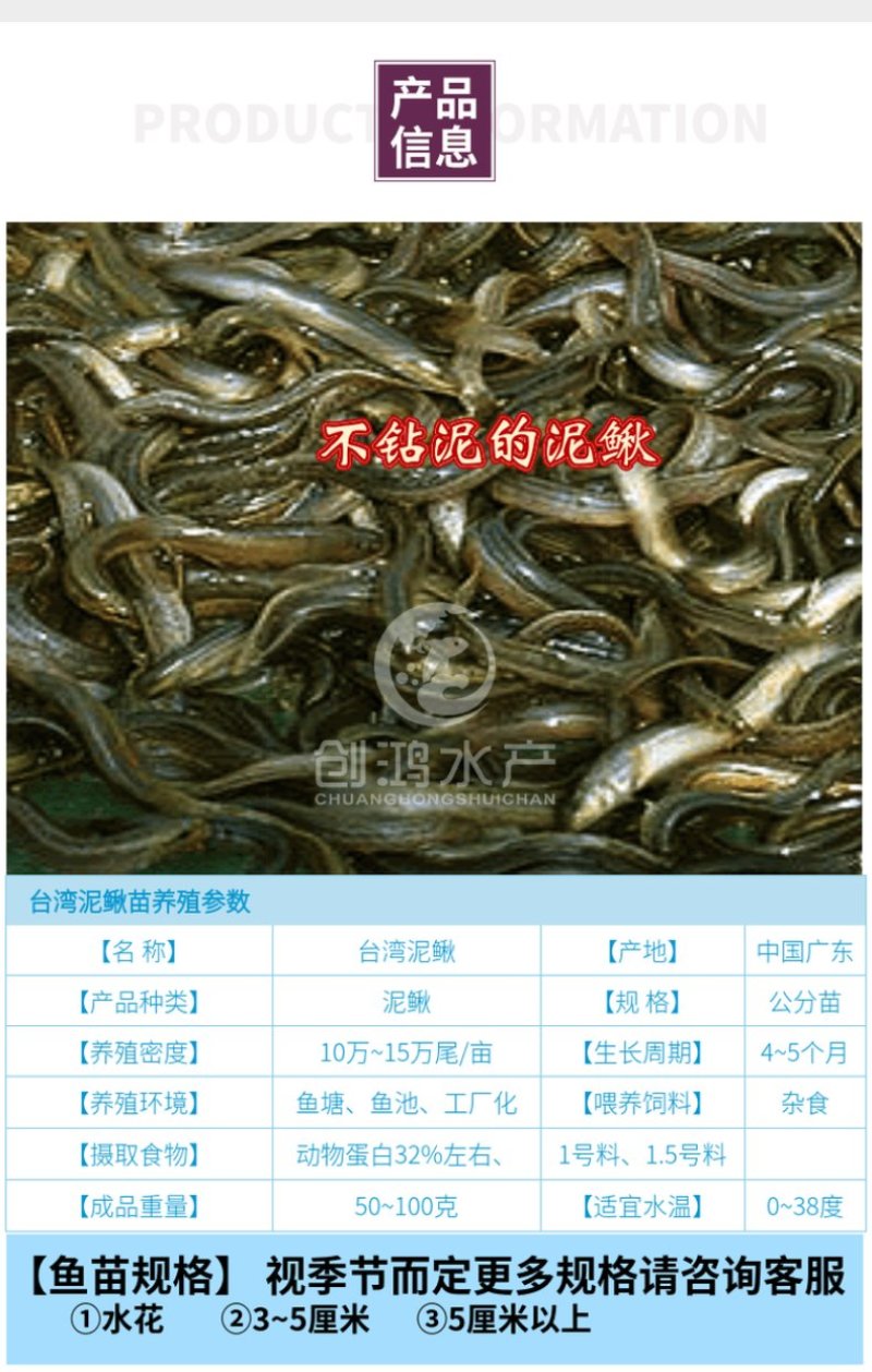 【厂家直销】台湾泥鳅苗泥鳅鱼苗泥鳅水花不钻泥的泥鳅