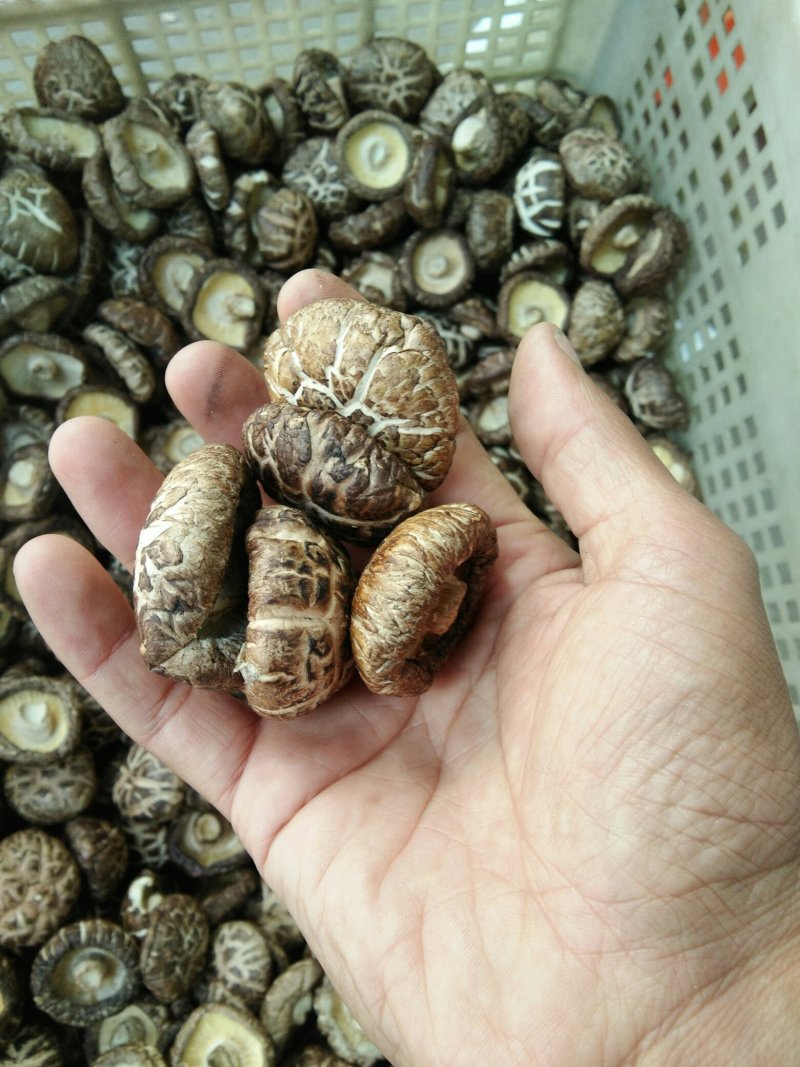 河南内乡春栽袋料肉厚小花菇2.5-3.5菇型漂亮，味香浓