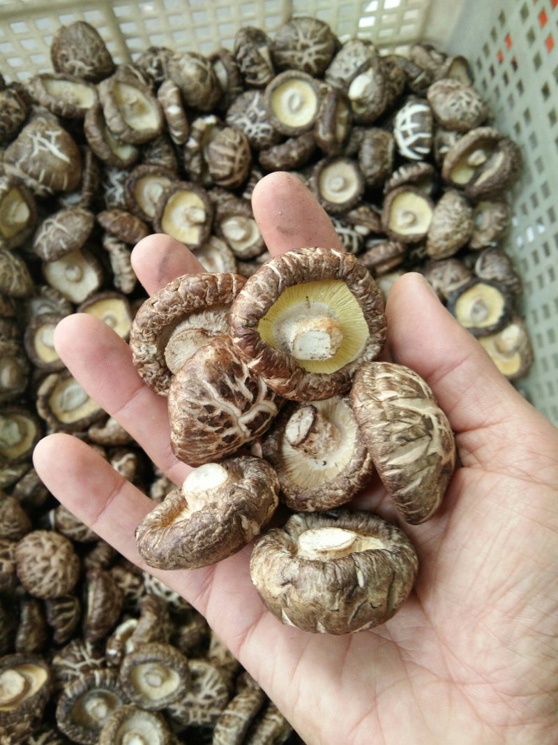 河南内乡春栽袋料肉厚小花菇2.5-3.5菇型漂亮，味香浓