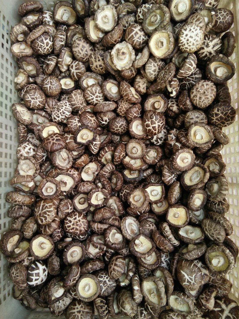 河南内乡春栽袋料肉厚小花菇2.5-3.5菇型漂亮，味香浓