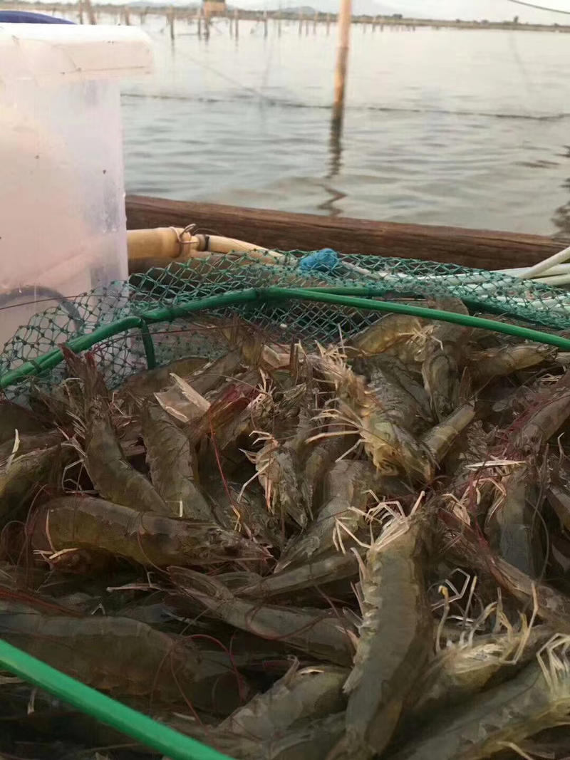 大虾包邮海虾，海虾，纯深生海对虾，南美对虾，顺丰发货