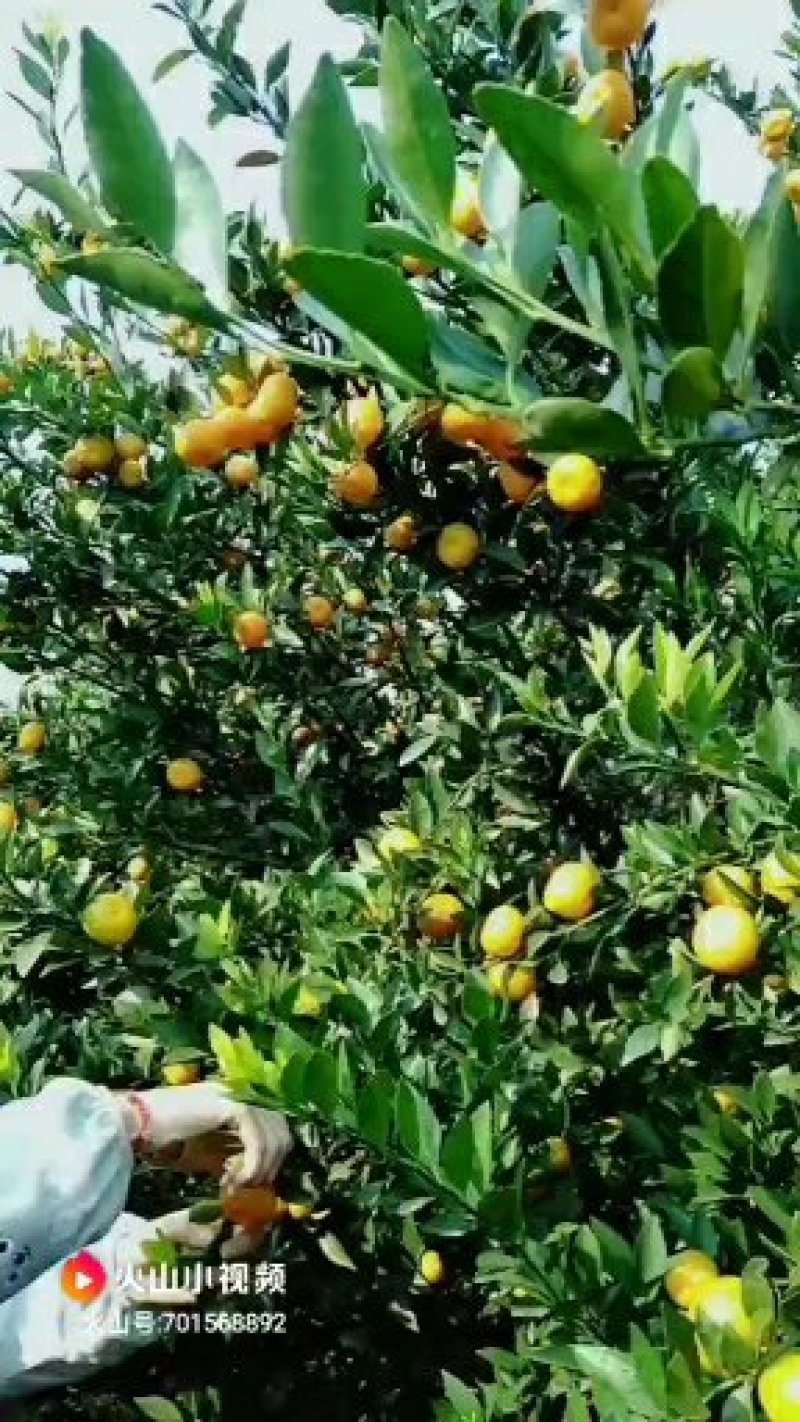 水果