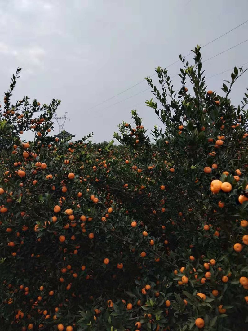 水果