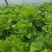 我基地常年供应优质意大利生菜，品质保证……杜学林