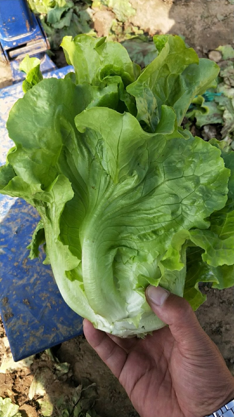 我基地常年供应优质意大利生菜，品质保证……杜学林