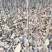 苹果苗鲁力维纳斯黄金王林富士寒富123嘎啦国光黄香蕉