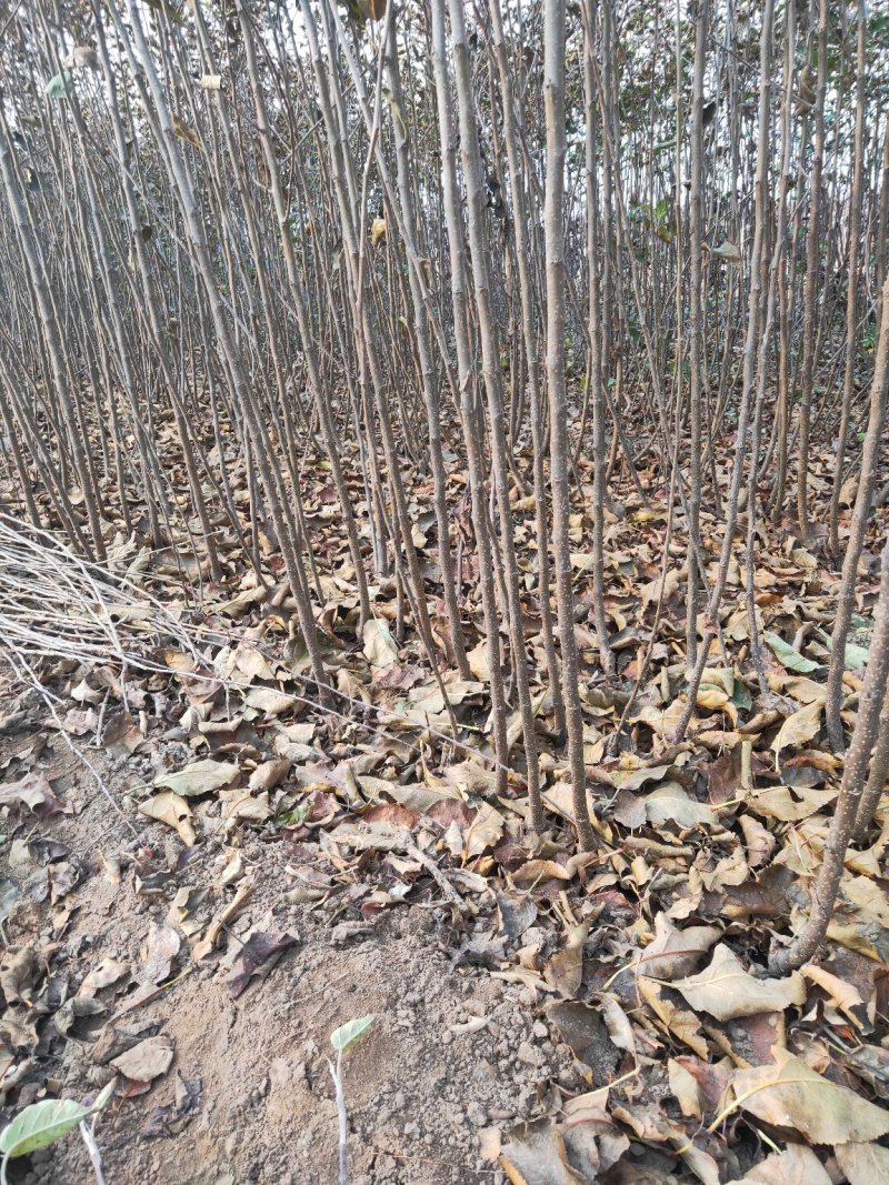 苹果苗鲁力维纳斯黄金王林富士寒富123嘎啦国光黄香蕉