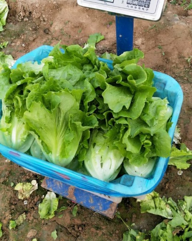我基地常年供应优质意大利生菜，品质保证……杜学林