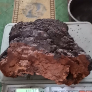 长白山野生大块桦树桑黄桦褶孔菌桦树茸