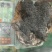 长白山野生大块桦树桑黄桦褶孔菌桦树茸