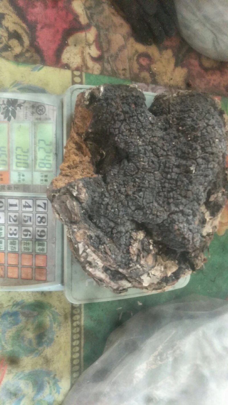 长白山野生大块桦树桑黄桦褶孔菌桦树茸
