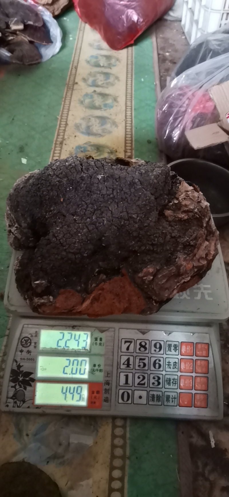 长白山野生大块桦树桑黄桦褶孔菌桦树茸