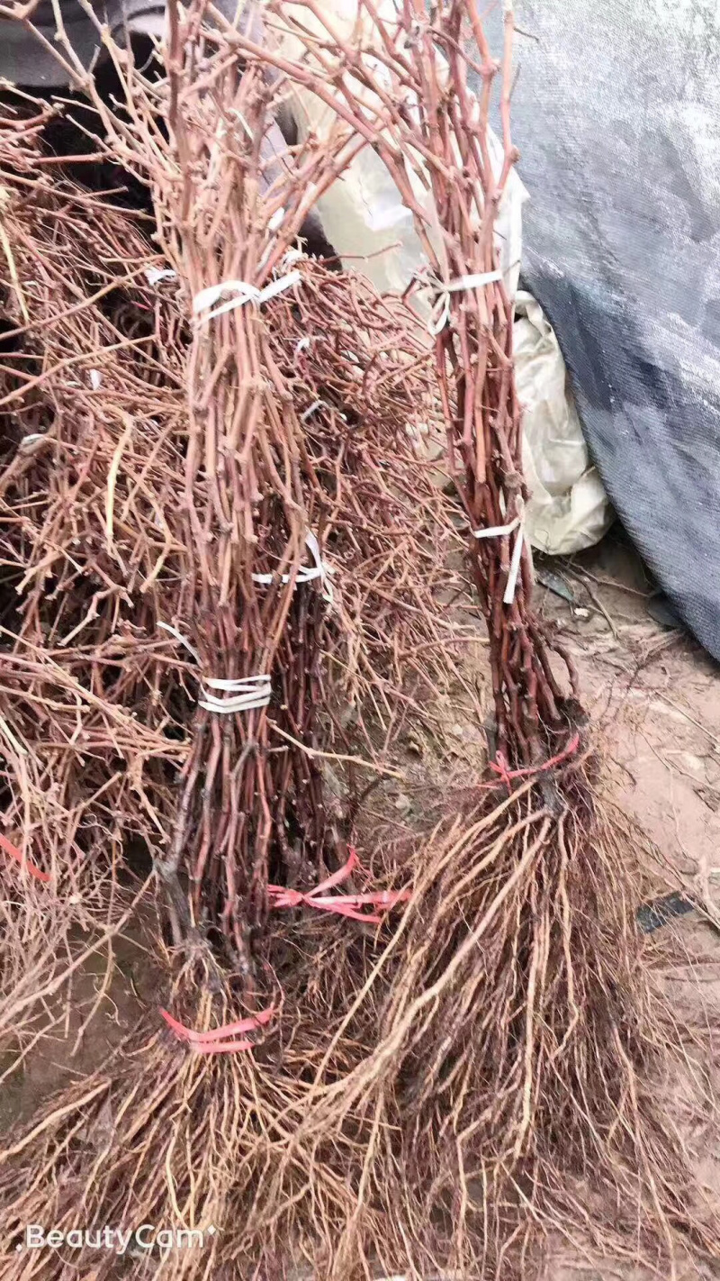 【有好货】冰葡萄苗北冰红葡萄苗冬天不下架葡萄苗